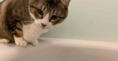 猫はなぜ水を嫌がるの?