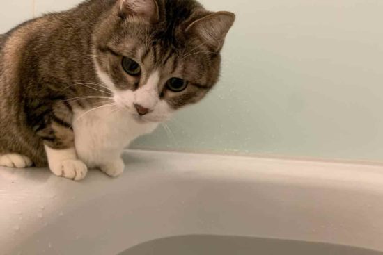 猫はなぜ水を嫌がるの?