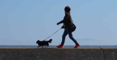 どうして犬は散歩する?